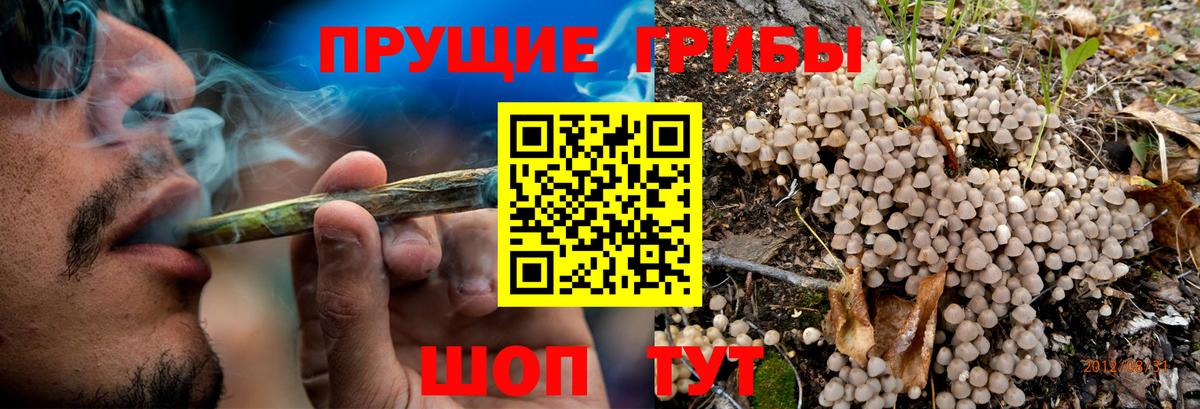 Галлюциногенные грибы MAGIC MUSHROOMS  Вход с VPN  сколько стоит  Новосибирск 